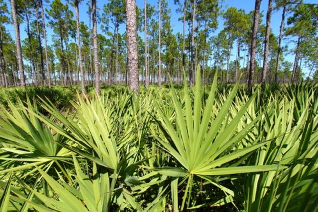 Imagen ilustrativa del artículo Saw palmetto: para qué sirve y cómo usar