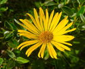 Image illustrative de l'article Arnica: 9 bienfaits (et comment l'utiliser) 