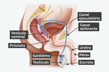 Imagem ilustrativa do artigo Sistema reprodutor masculino: anatomia, função (e doenças mais comuns)