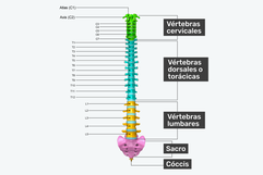 Imagen ilustrativa del artículo Columna vertebral: qué es, partes, anatomía y enfermedades
