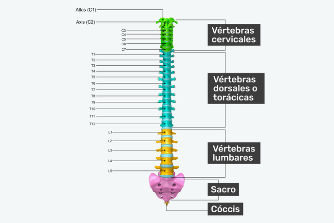 Columna vertebral dibujo