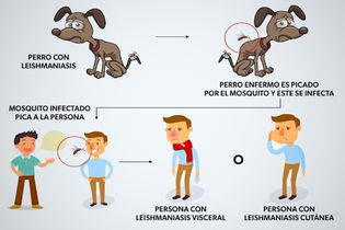 Imagen ilustrativa del artículo Leishmaniasis: qué es, síntomas, transmisión y tratamiento