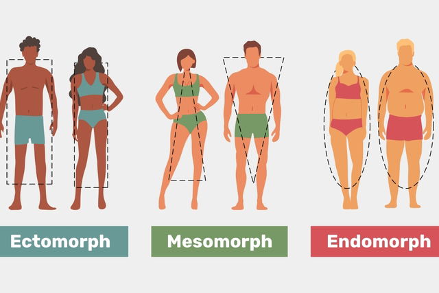 Illustrative image of the article Body Types Quiz: What Ectomorph, Mesomorph & Endomorph Mean