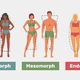 Illustrative image of the article Body Types Quiz: What Ectomorph, Mesomorph & Endomorph Mean