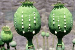 Imagem ilustrativa do artigo Ópio: o que é, efeitos e o que fazer em caso de abstinência