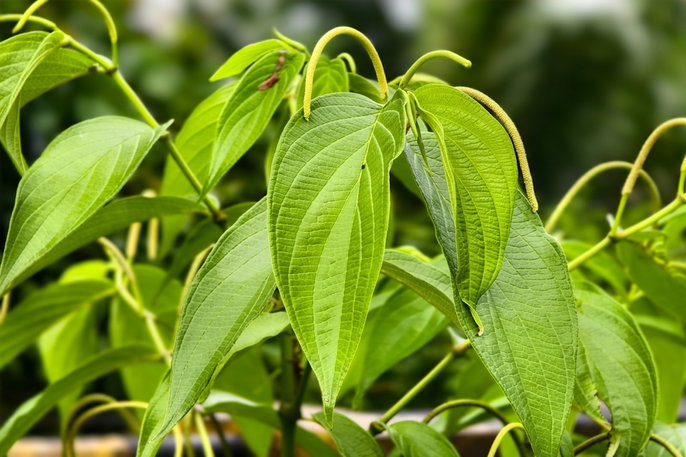 Planta de matico