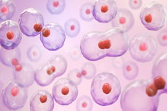 Imagem ilustrativa do artigo Mitose: o que é, fases (e diferença para meiose)