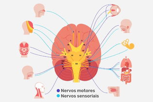 Imagem ilustrativa do artigo Nervos cranianos: o que são, quais são e funções