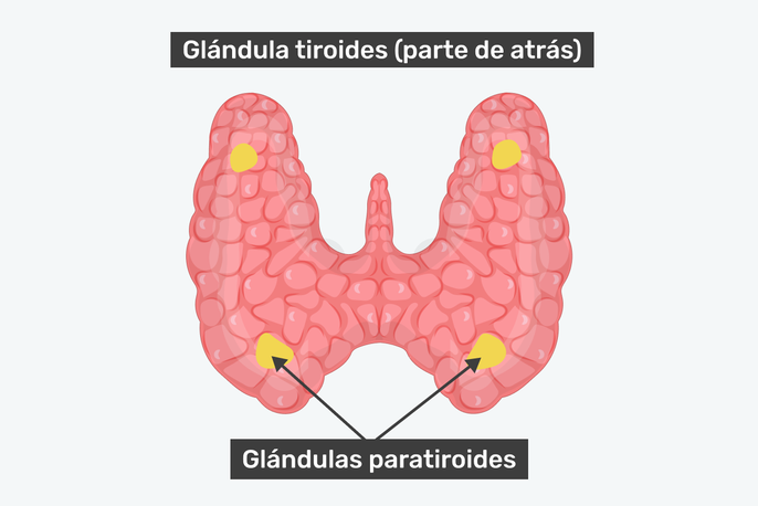 Anatomía de la paratiroides