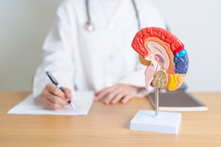 Imagem ilustrativa do artigo Hipotálamo: o que é, funções, onde fica (e anatomia) 