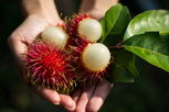Illustrative image of the article Rambutan: 9 Health Benefits & How to Eat