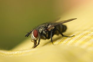 Imagem ilustrativa do artigo O que acontece se comer ovo de mosca?