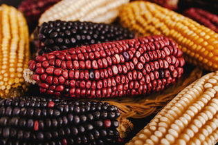 Illustrative image of the article Is Corn Good For You? 9 Health Benefits (w/ Recipes)