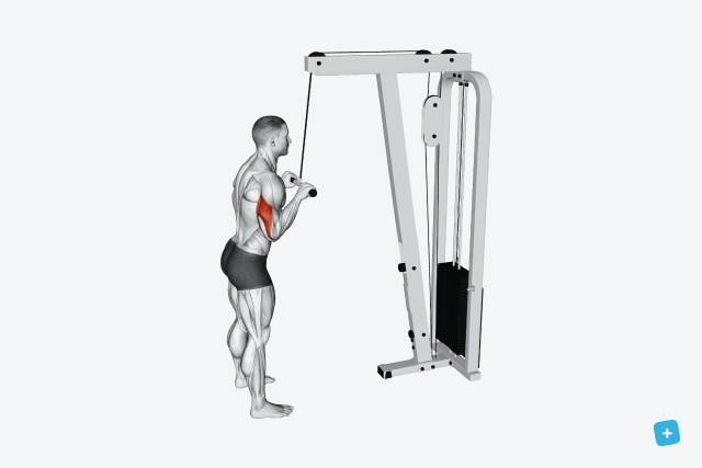 Illustrative image of the article Back Workouts: 12 Gym & Home Exercises (with 4 Free Workout Plans)