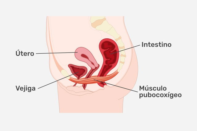 Imagen ilustrativa del artículo Ejercicios de Kegel: qué son, beneficios y cómo hacerlos (paso a paso)