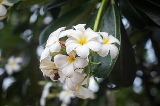 Illustrative image of the article Plumeria: Health Benefits & How to Make Plumeria Tea