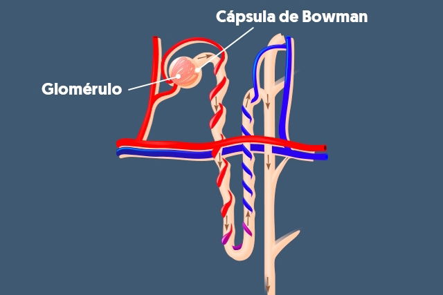 Imagem ilustrativa número 2