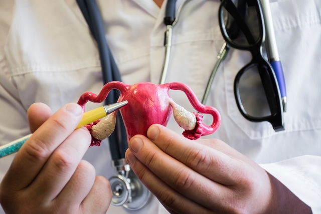 Doctor holding model of uterus