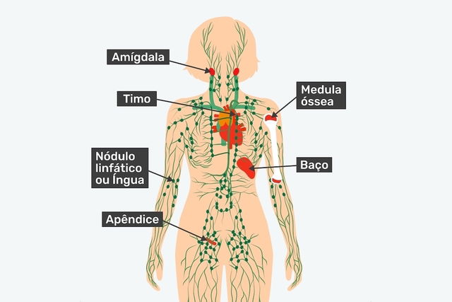 Ilustração com os órgãos que fazem parte do sistema linfático