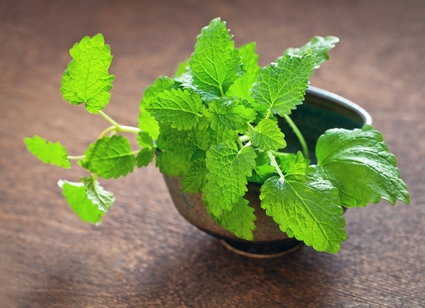 Image illustrative de l'article Eau de Mélisse : bienfaits, comment la prendre et contre-indications