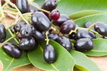 Illustrative image of the article Java Plum: Health Benefits, Nutrition & How to Eat