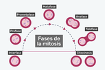 Imagen ilustrativa del artículo Mitosis: qué es, fases y diferencias con la meiosis