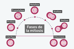 Imagen ilustrativa del artículo Mitosis, qué es, fases y diferencias con la meiosis