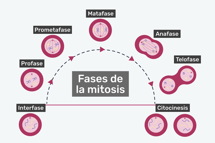 Fases de la mitosis