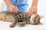Imagem ilustrativa do artigo 5 doenças transmitidas pelos gatos (e como evitar)