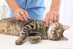 Imagem ilustrativa do artigo 5 doenças transmitidas pelos gatos (e como evitar)