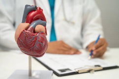 Imagen ilustrativa del artículo Miocardio: qué es, dónde está y cuál es su función