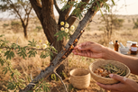 Image illustrative de l'article Acacia: 5 bienfaits, comment utiliser (et effets secondaires)