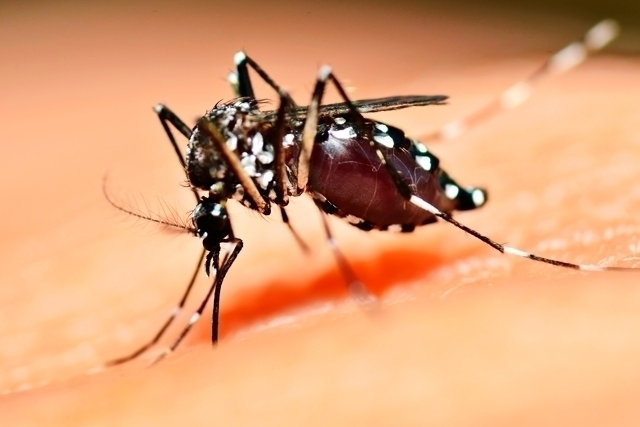 mosquito on someone's skin