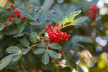 Illustrative image of the article Brazilian Pepper Tree: Indications, How to Use & Side Effects