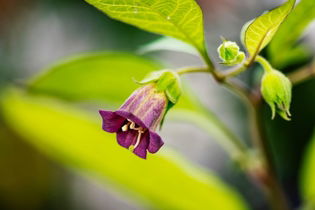 Illustrative image of the article Belladonna: Uses, How to Take, Side Effects & Contraindications