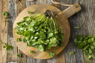 Illustrative image of the article Watercress: 10 Health Benefits, Nutrition Info & Recipes