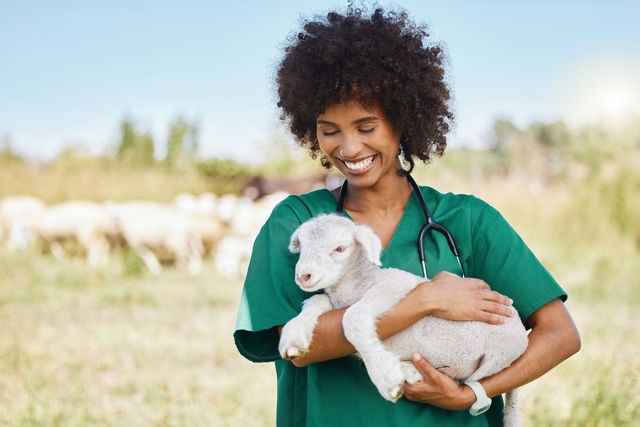 Veterinária com uma ovelha no colo