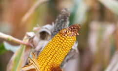 Imagen ilustrativa del artículo Aflatoxinas: qué son síntomas de intoxicación y riesgos