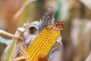 Imagen ilustrativa del artículo Aflatoxinas: qué son síntomas de intoxicación y riesgos