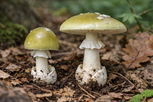 Illustrative image of the article Death Cap Mushrooms: How to Identify & Why They're Dangerous