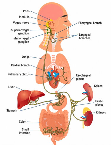 anatomy of the vagus nerve
