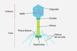 Imagen ilustrativa del artículo Bacteriófago: características, partes y ciclo de vida