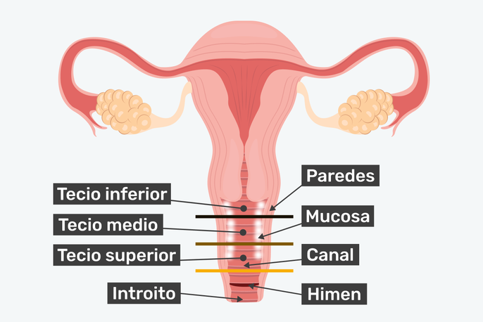 Partes y anatomía de la vagina