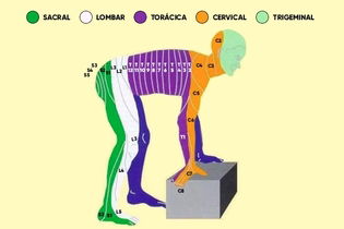 Imagem ilustrativa do artigo Dermátomos: o que são, onde ficam (e qual a diferença de miótomo)