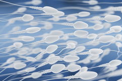 Illustrative image of the article How long does sperm survive outside the body?