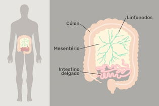 Imagem ilustrativa do artigo Mesentério: o que é, onde fica e principais funções