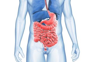 Imagen ilustrativa del artículo  Sistema digestivo: enfermedades, órganos y función