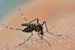Imagem ilustrativa do artigo Quem tem dengue pode tomar ibuprofeno?
