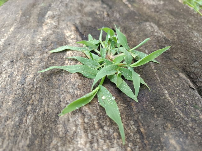 Digitaria species plant