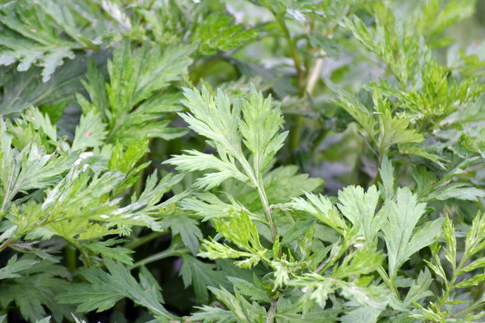 Artemisa planta